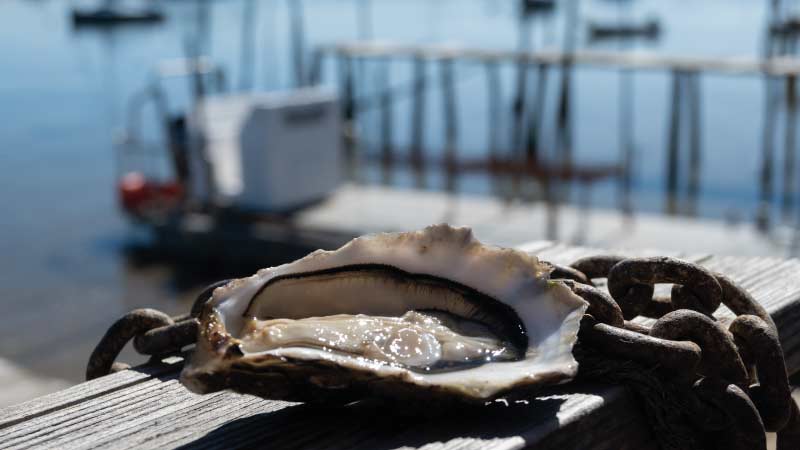 Huitres du bassin d'arcachon au premier plan
