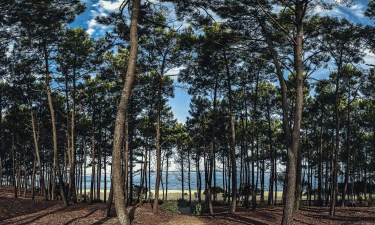 parc pereire arcachon