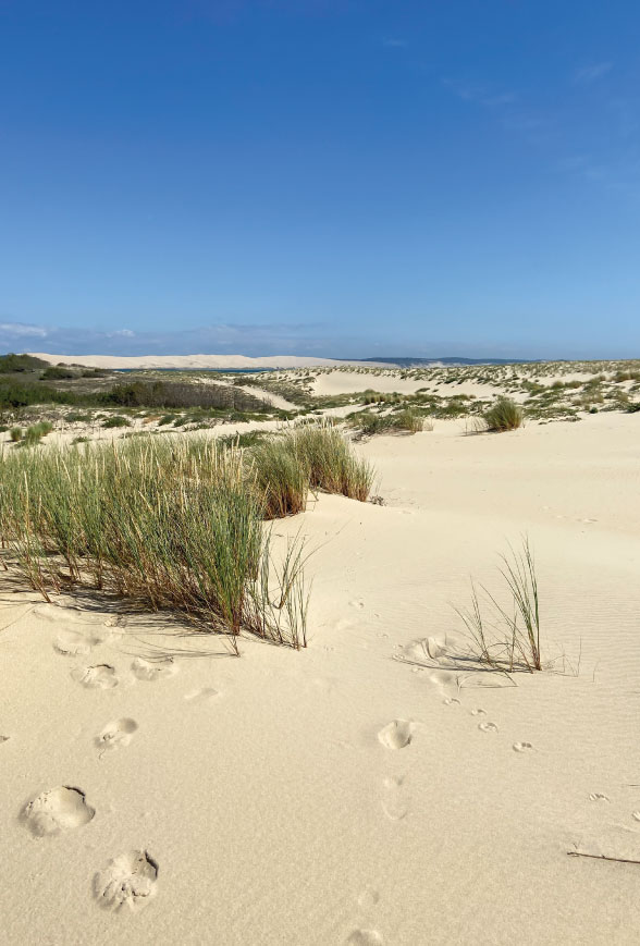 dunes cap ferret