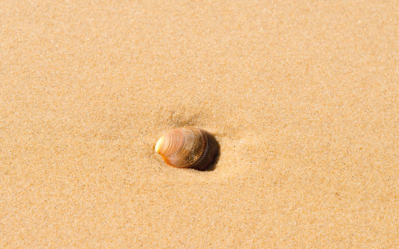 coquillage sur du sable